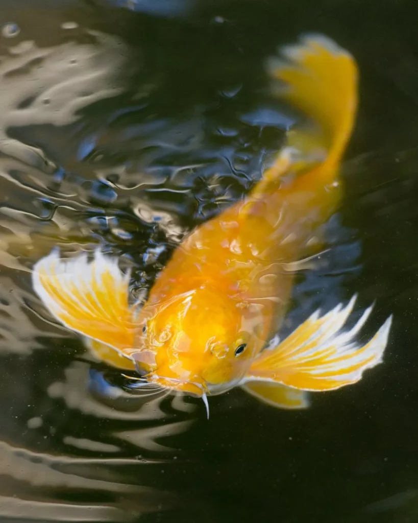 Jual Ikan Koi Butterfly Berkualitas Menjadi Investasi Terbaik untuk Keindahan Kolam