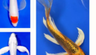 Jual Ikan Koi Butterfly Berkualitas Premium, Sehat & Siap Kirim ke Seluruh Indonesia