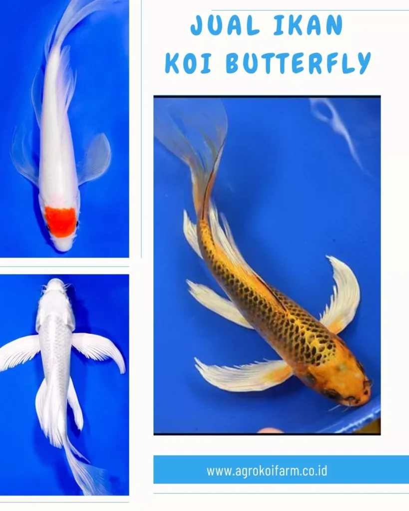 Jual Ikan Koi Butterfly Berkualitas Premium, Sehat & Siap Kirim ke Seluruh Indonesia