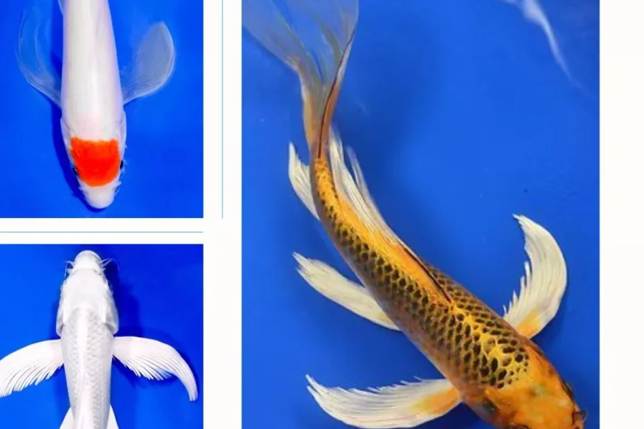 Jual Ikan Koi Butterfly Berkualitas Premium, Sehat & Siap Kirim ke Seluruh Indonesia