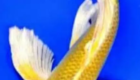 Jual Ikan Koi Butterfly Bibit - Besar Kualitas Super