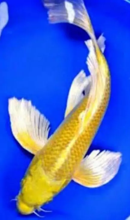Jual Ikan Koi Butterfly Bibit - Besar Kualitas Super