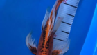 Keunggulan Membeli Jual Ikan Koi Butterfly di Agro Koi Farm