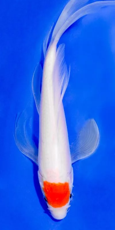 Keunikan Ikan Koi Butterfly Dibanding Koi Biasa