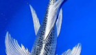 Mengapa Memilih Jual Ikan Koi Butterfly Berkualitas