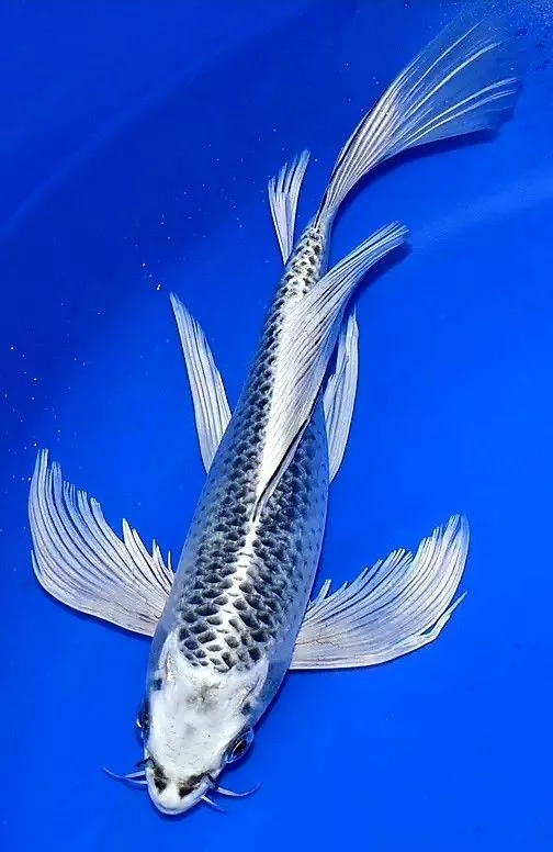 Mengapa Memilih Jual Ikan Koi Butterfly Berkualitas