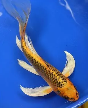 Tips Agar Ikan Koi Butterfly Tumbuh Maksimal