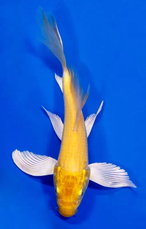Ukuran Jual Ikan Koi Butterfly yang Tersedia