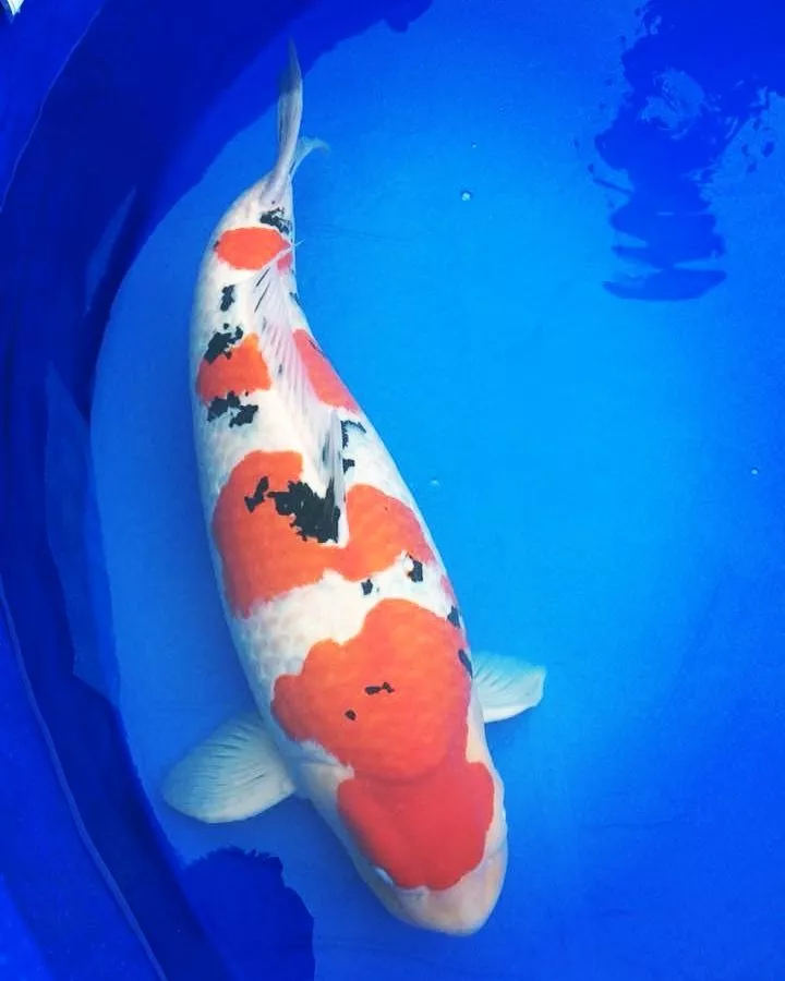 Apakah Membeli Ikan Koi Jumbo Secara Online Aman
