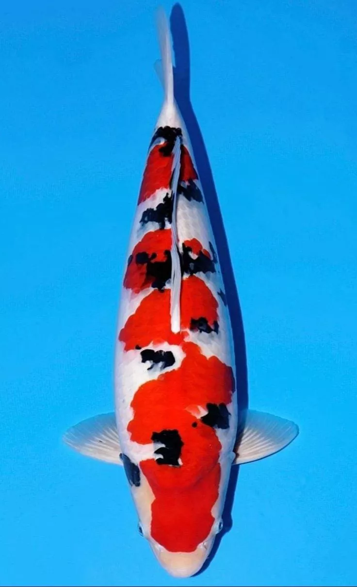 Cara Memilih Ikan Koi Sanke Berkualitas