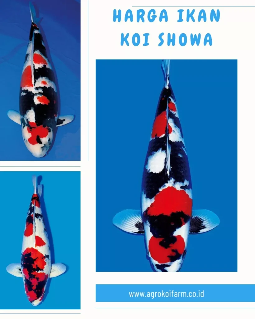 Cek Harga Ikan Koi Showa Terbaru Berbagai Ukuran di Agro Koi Farm