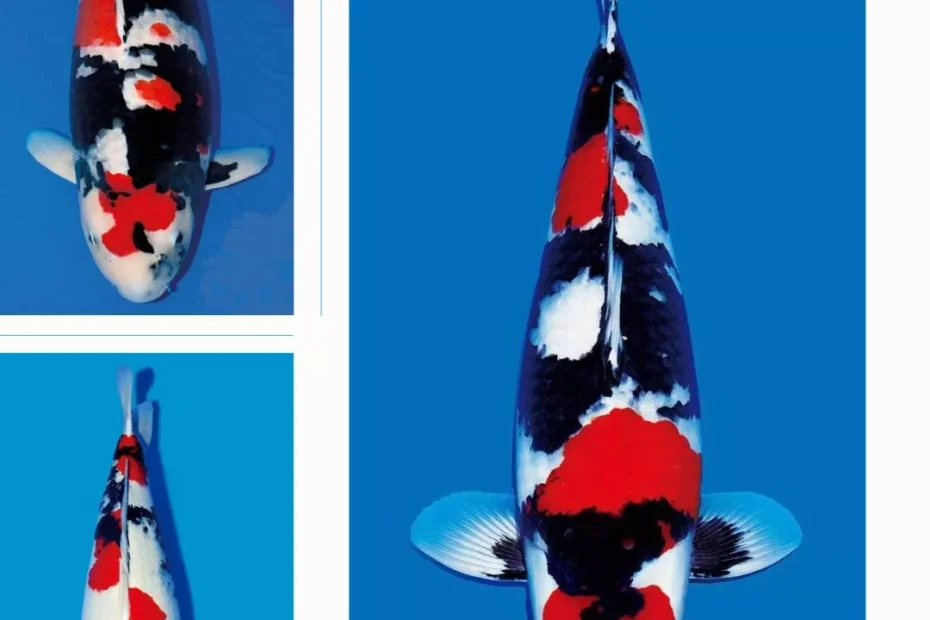 Cek Harga Ikan Koi Showa Terbaru Berbagai Ukuran di Agro Koi Farm