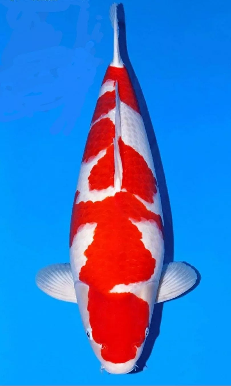 Ciri-Ciri Ikan Koi Kohaku Berkualitas
