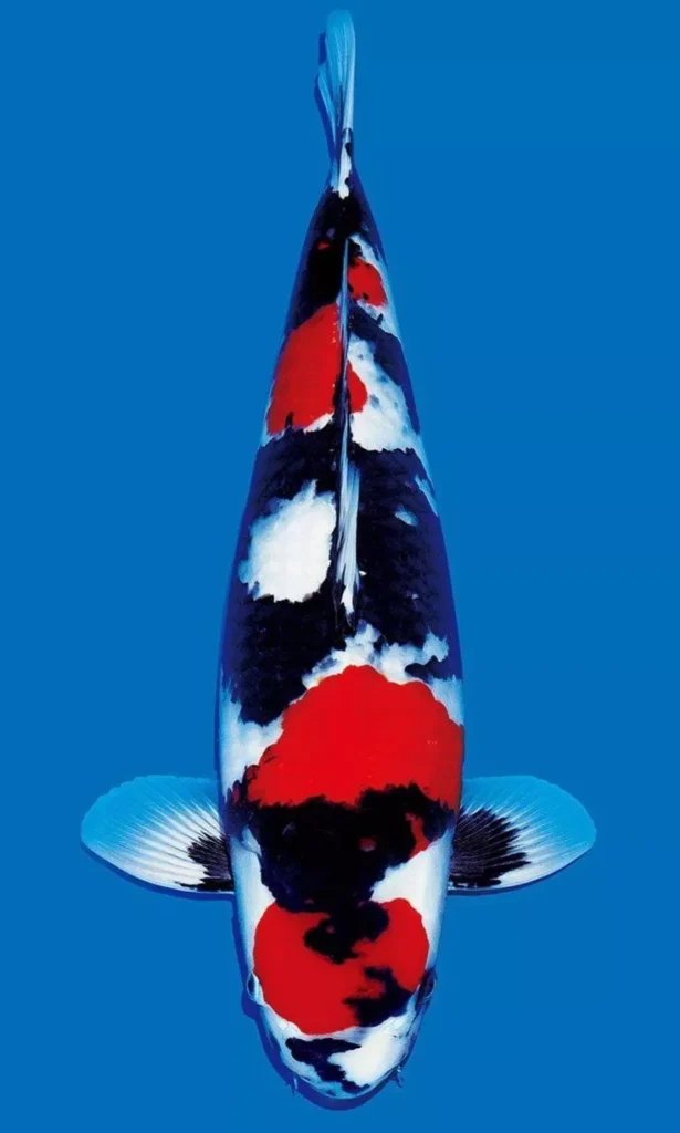 Ciri-Ciri Ikan Koi Showa Berkualitas