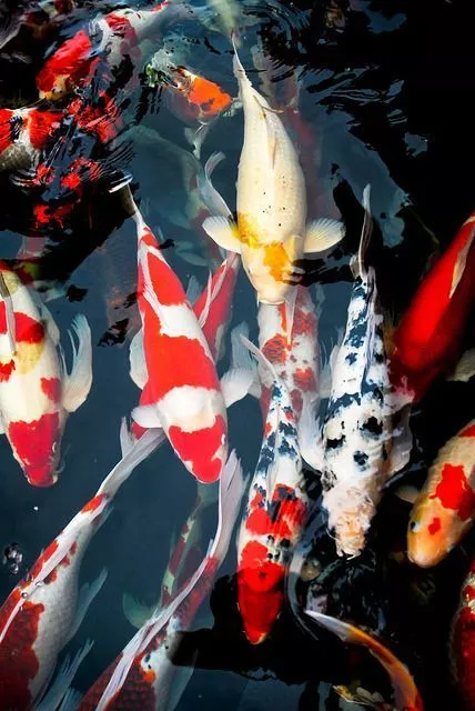 Daftar Harga Ikan Koi Jumbo Terbaru Berdasarkan Ukuran