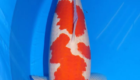 FAQ Harga Ikan Koi Kohaku