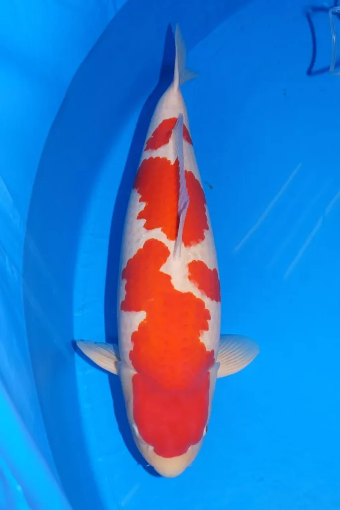 FAQ Harga Ikan Koi Kohaku