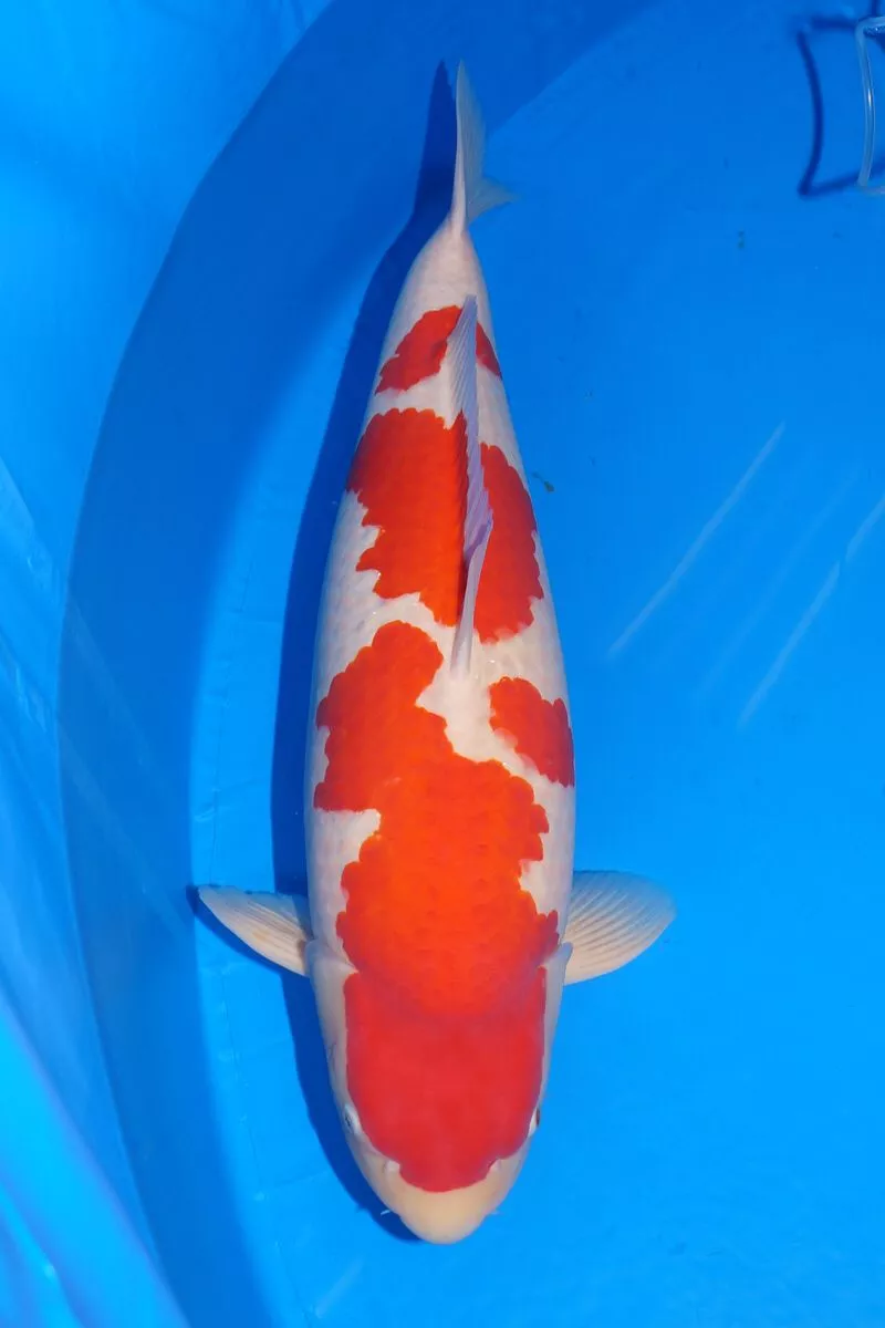 FAQ Harga Ikan Koi Kohaku