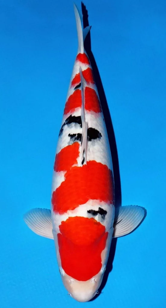 FAQ Seputar Harga Ikan Koi Sanke