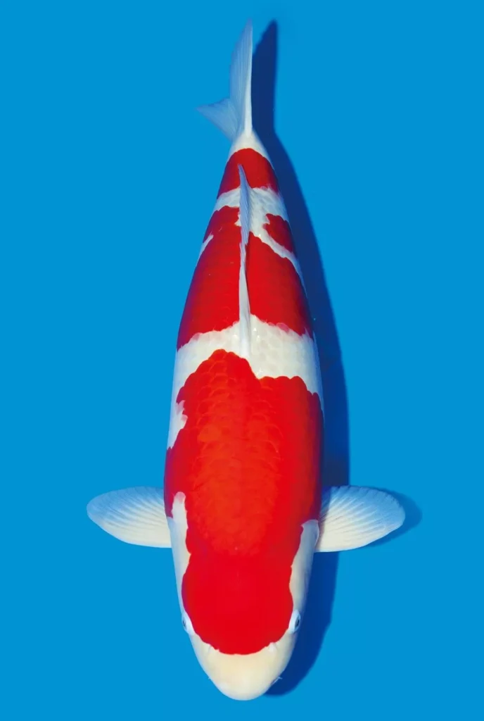 Faktor yang Mempengaruhi Harga Ikan Koi Kohaku