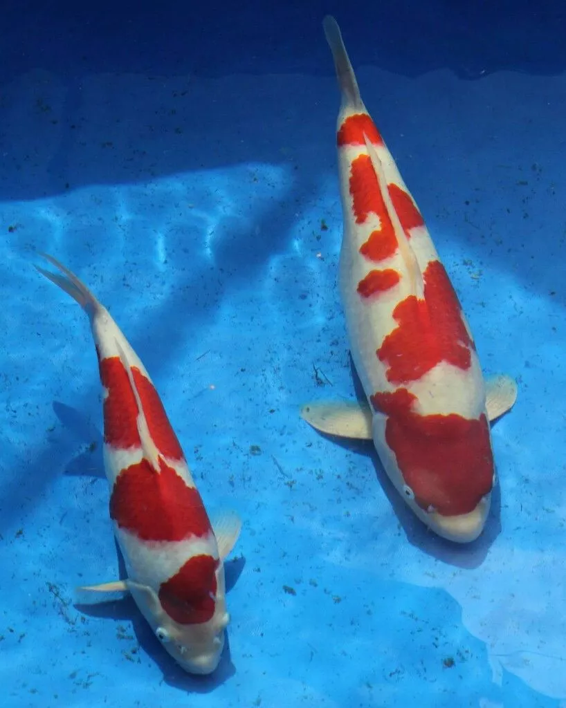 Faktor yang Menentukan Harga Ikan Koi Jumbo
