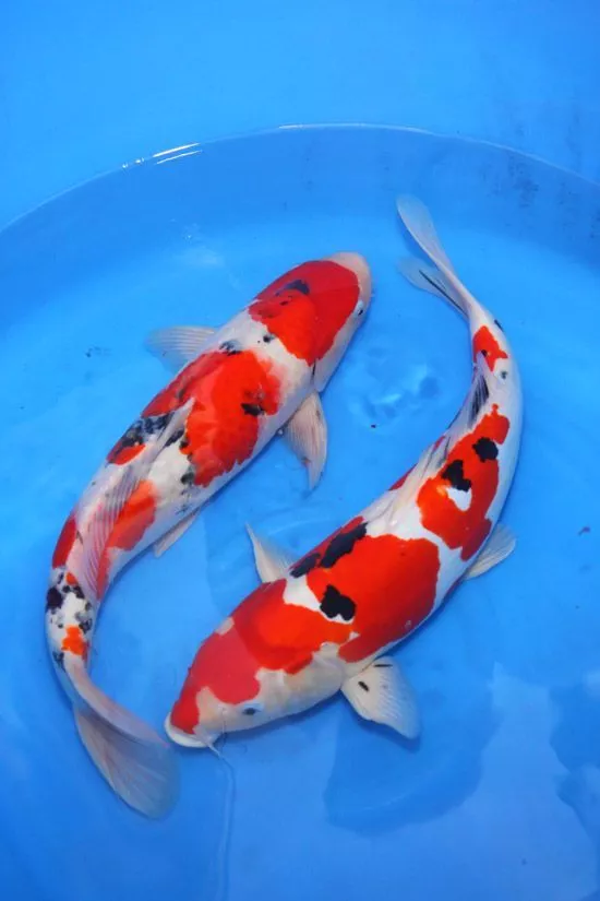 Harga Ikan Koi Jumbo Berdasarkan Jenisnya