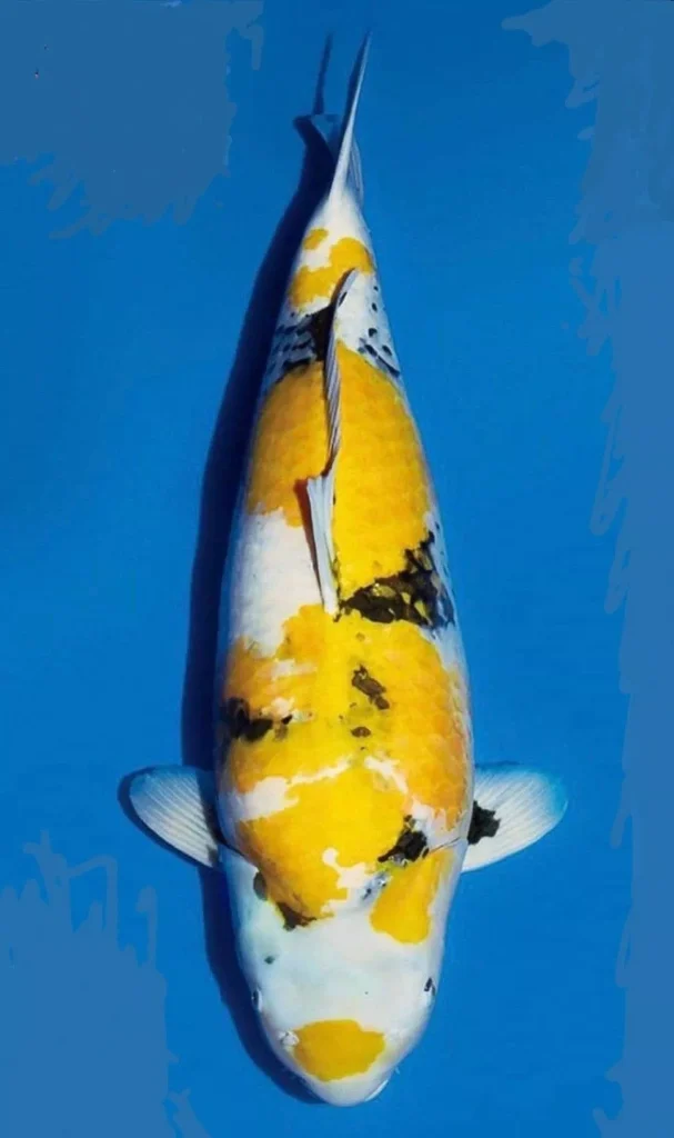 Harga Ikan Koi Jumbo Terbaik, Beli Langsung di Agro Koi Farm