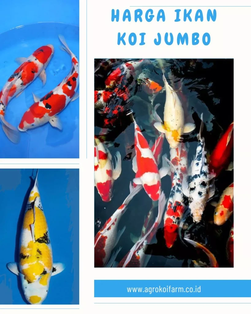 Harga Ikan Koi Jumbo Terbaru 2026 Berdasarkan Ukuran, Jenis, dan Kualitas