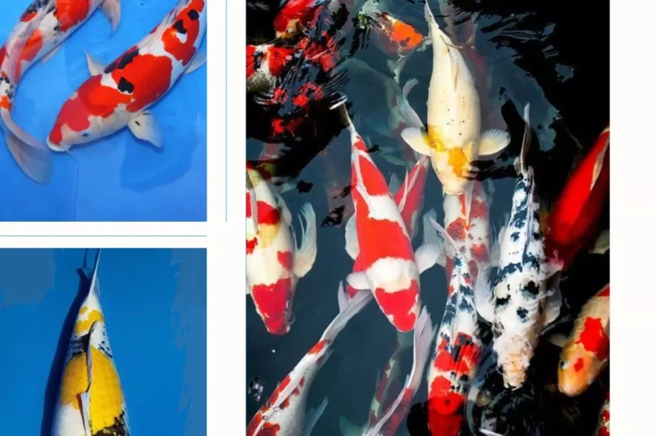 Harga Ikan Koi Jumbo Terbaru 2026 Berdasarkan Ukuran, Jenis, dan Kualitas
