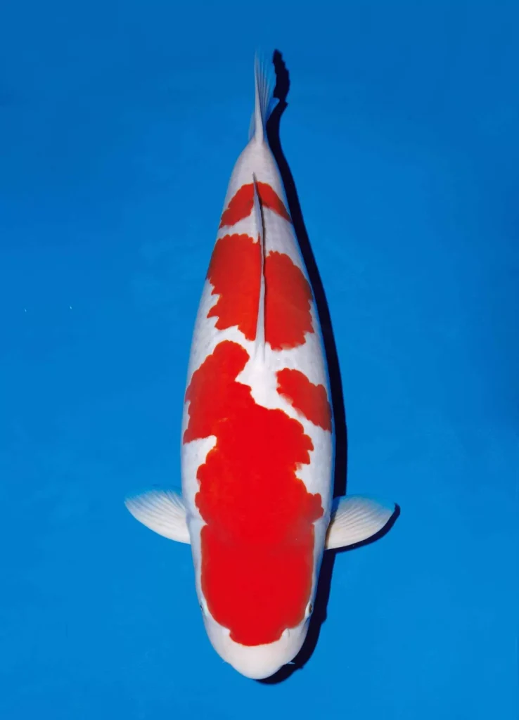 Harga Ikan Koi Kohaku Terbaru Berdasarkan Ukuran