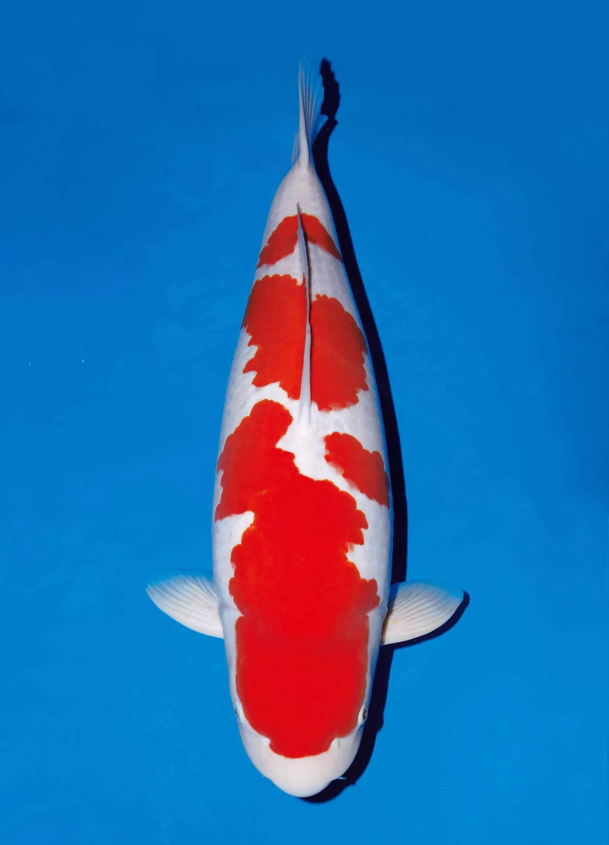Harga Ikan Koi Kohaku Terbaru Berdasarkan Ukuran