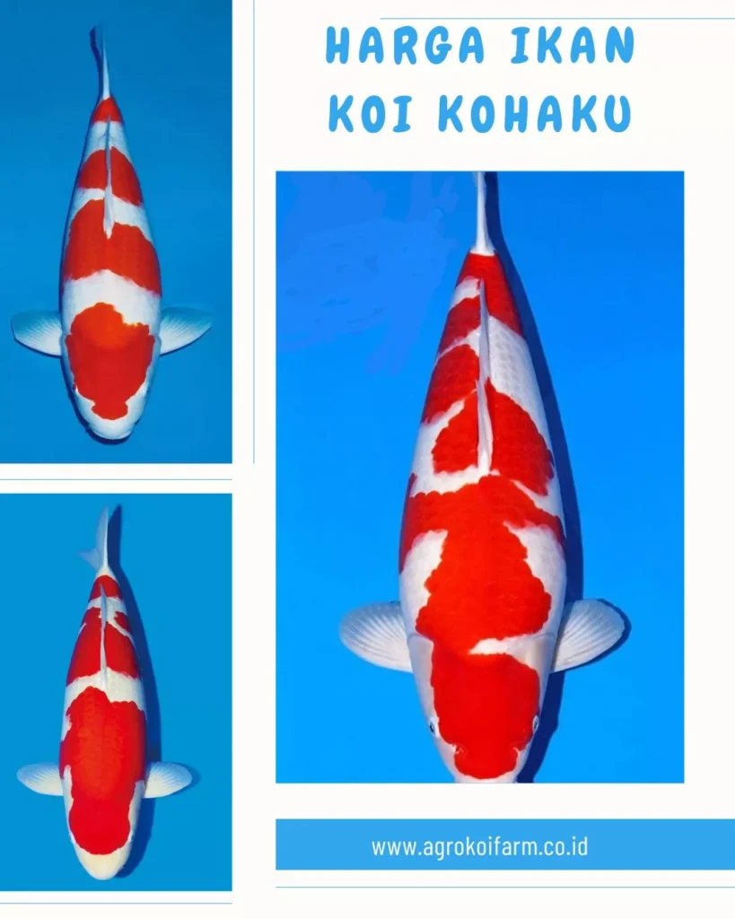 Harga Ikan Koi Kohaku Terbaru Lengkap dari Ukuran 10 cm hingga Jumbo