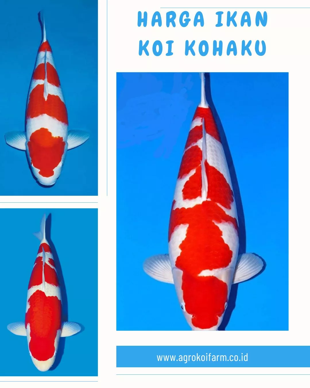Harga Ikan Koi Kohaku Terbaru Lengkap dari Ukuran 10 cm hingga Jumbo