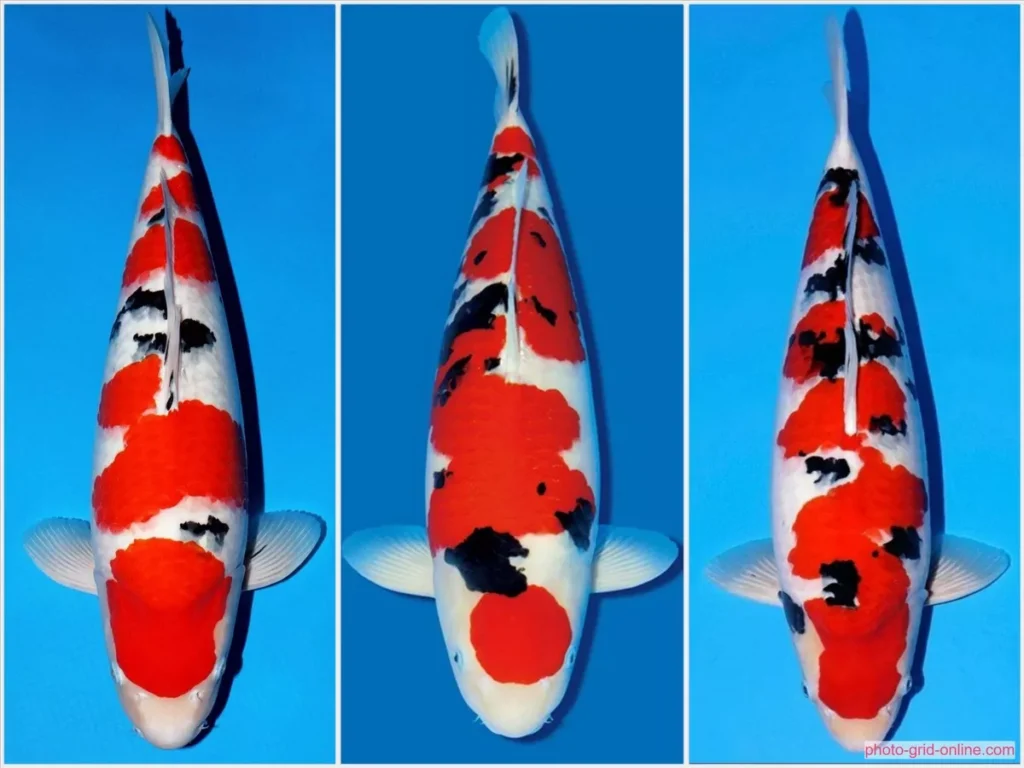 Harga Ikan Koi Sanke Terbaru Berdasarkan Ukuran