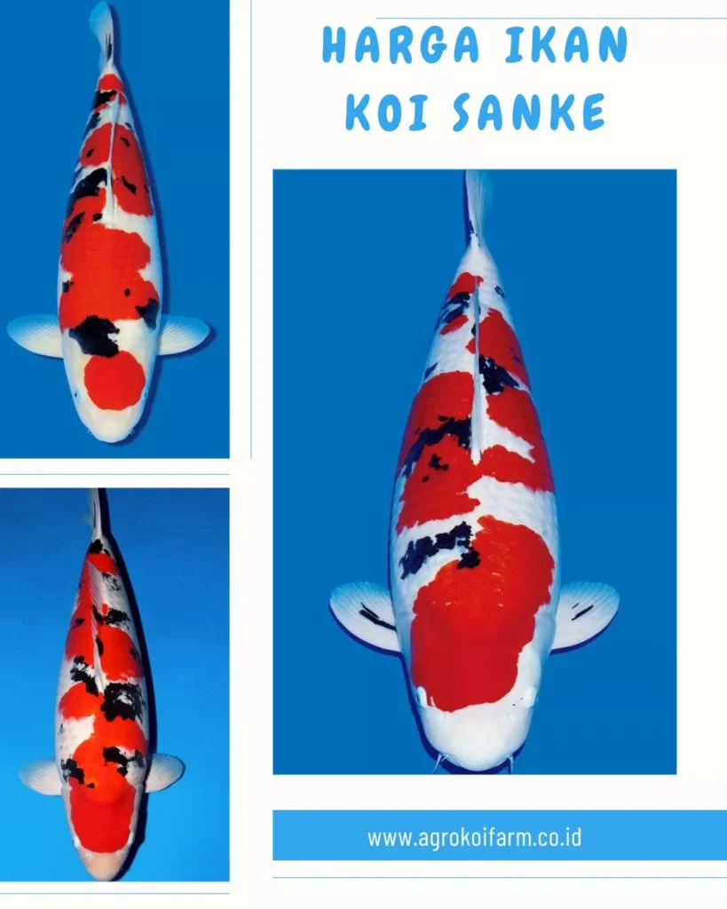Harga Ikan Koi Sanke Terbaru Berdasarkan Ukuran, Grade & Kualitas