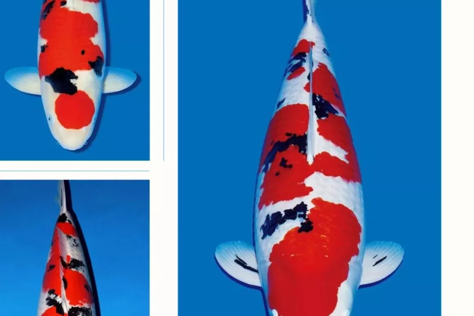 Harga Ikan Koi Sanke Terbaru Berdasarkan Ukuran, Grade & Kualitas