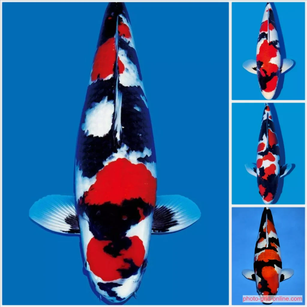 Harga Ikan Koi Showa Terbaru Berdasarkan Ukuran