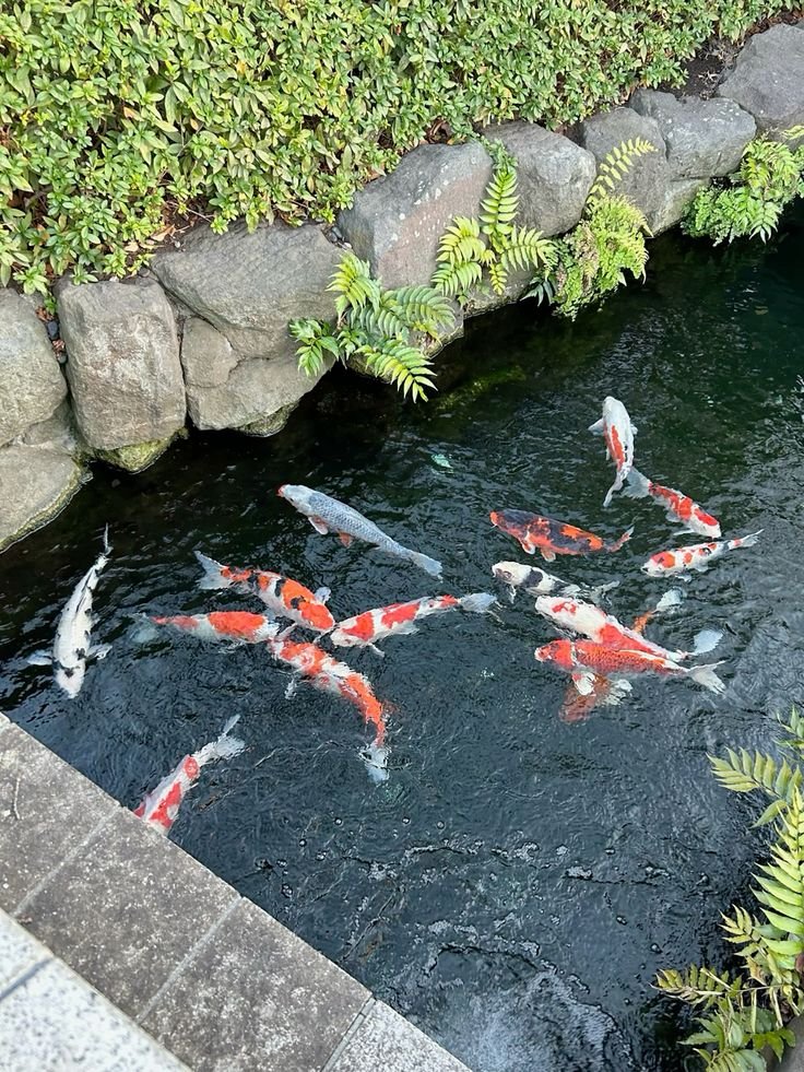 Harga Jual Ikan Koi Kohaku Terbaru Berkualitas dengan Harga Terbaik