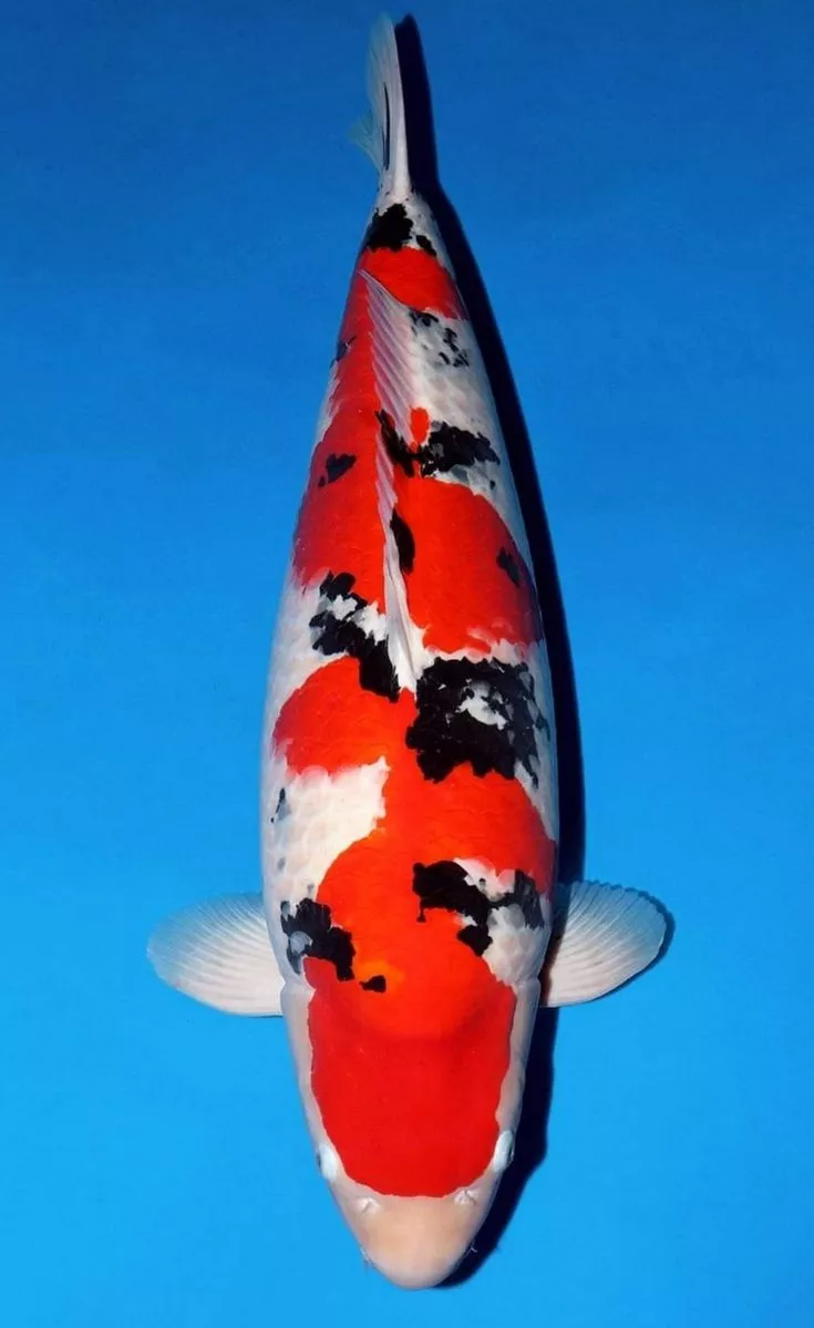 Jual Ikan Koi Sanke Berkualitas dengan Harga Terbaik di Agro Koi Farm