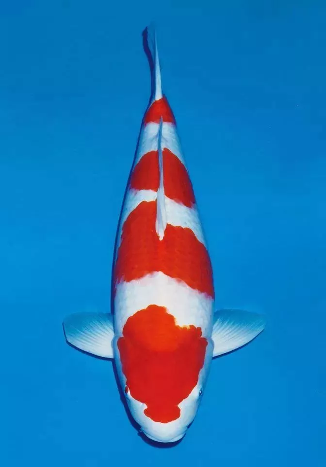 Mengapa Harga Ikan Koi Kohaku Bisa Sangat Berbeda