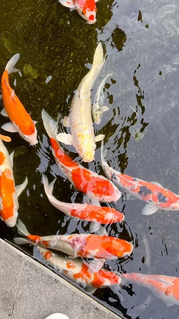 Mengapa Membeli Ikan Koi Jumbo di Agro Koi Farm