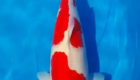 Mengapa Membeli Ikan Koi Kohaku di Agro Koi Farm