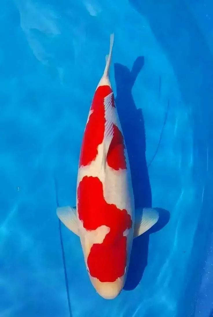 Mengapa Membeli Ikan Koi Kohaku di Agro Koi Farm