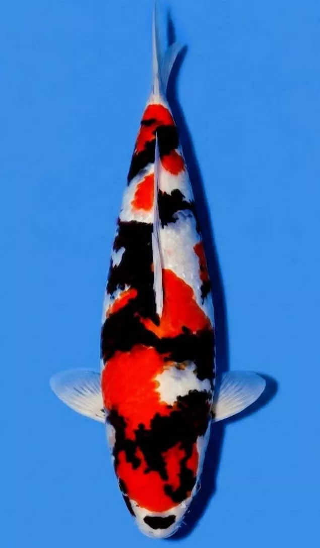 Mengapa Membeli Ikan Koi Showa di Agro Koi Farm