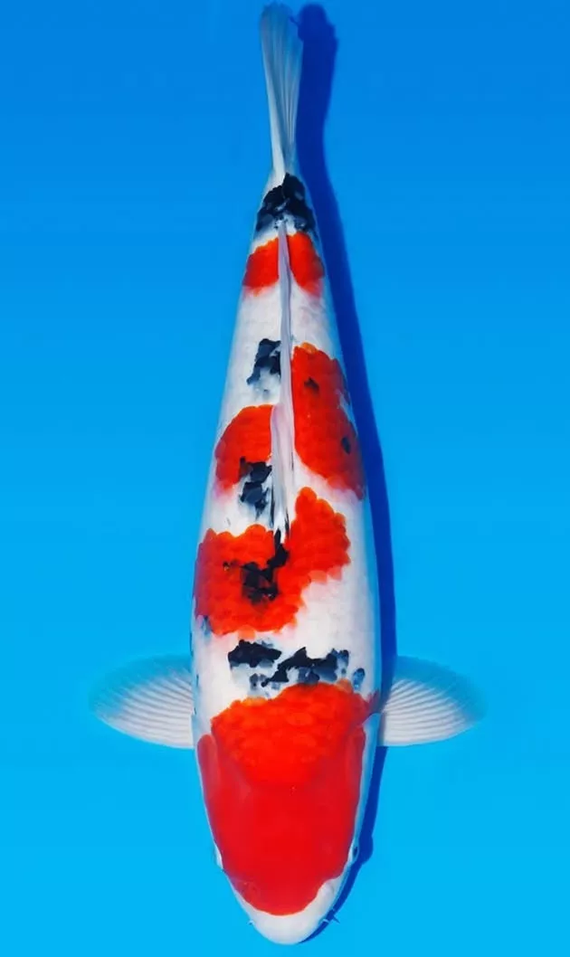 Mengenal Ikan Koi Sanke