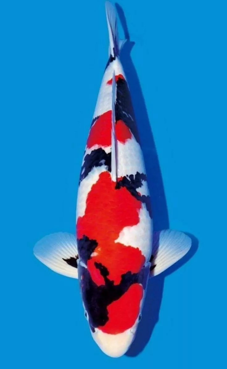 Mengenal Ikan Koi Showa