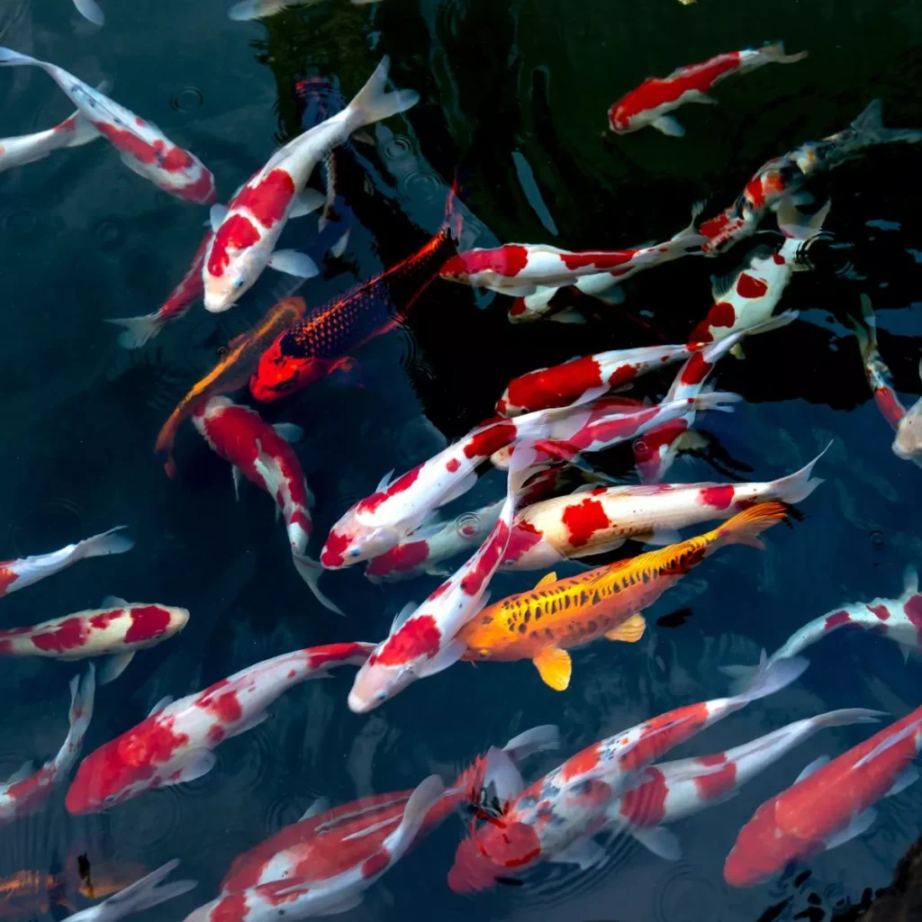 Tips Membeli Ikan Koi Kohaku agar Tidak Salah Pilih
