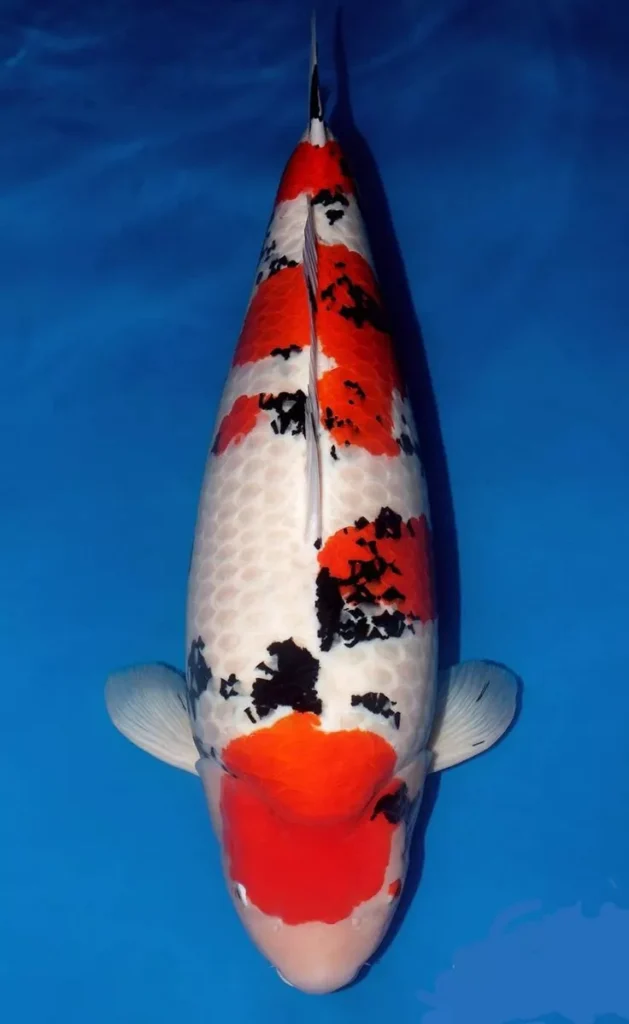Tips Membeli Ikan Koi Sanke Agar Tidak Salah Pilih
