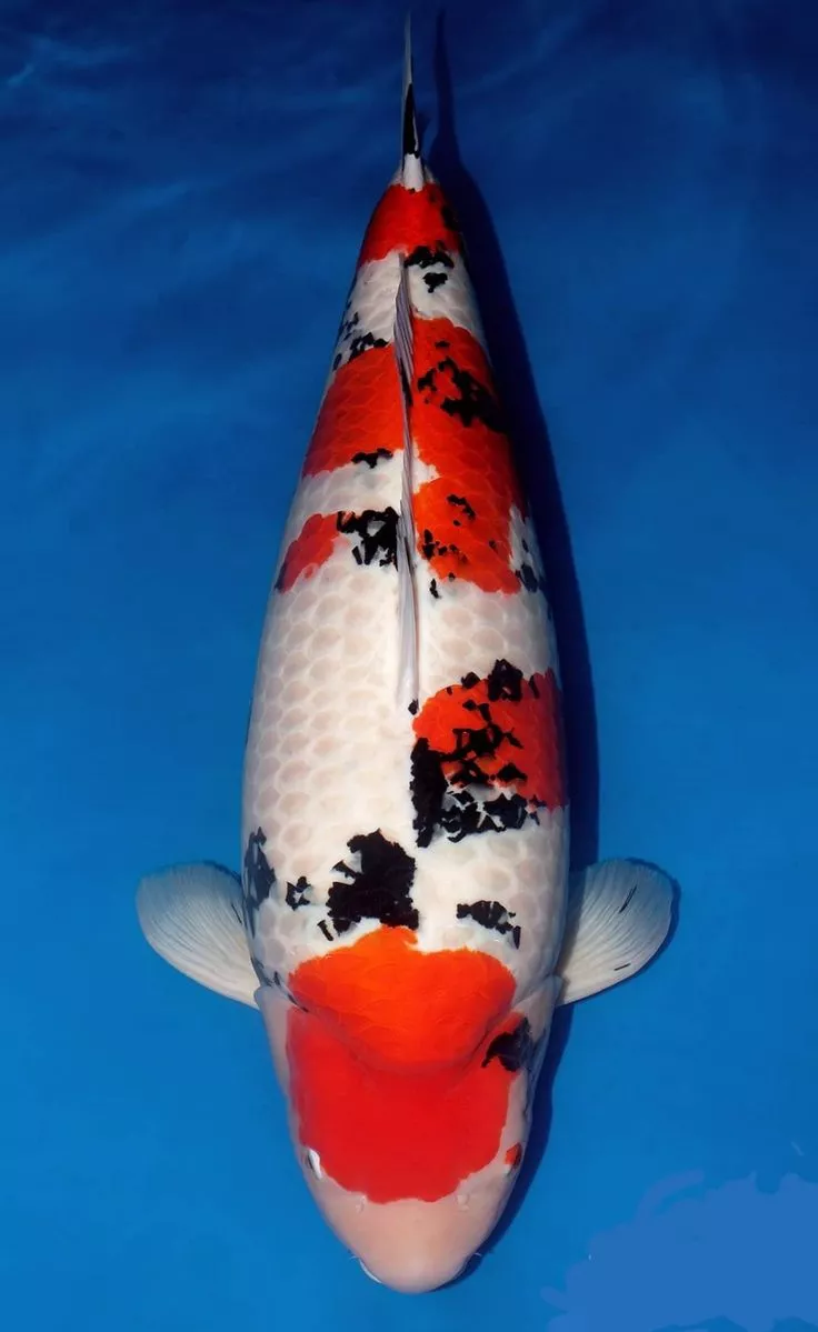 Tips Membeli Ikan Koi Sanke Agar Tidak Salah Pilih