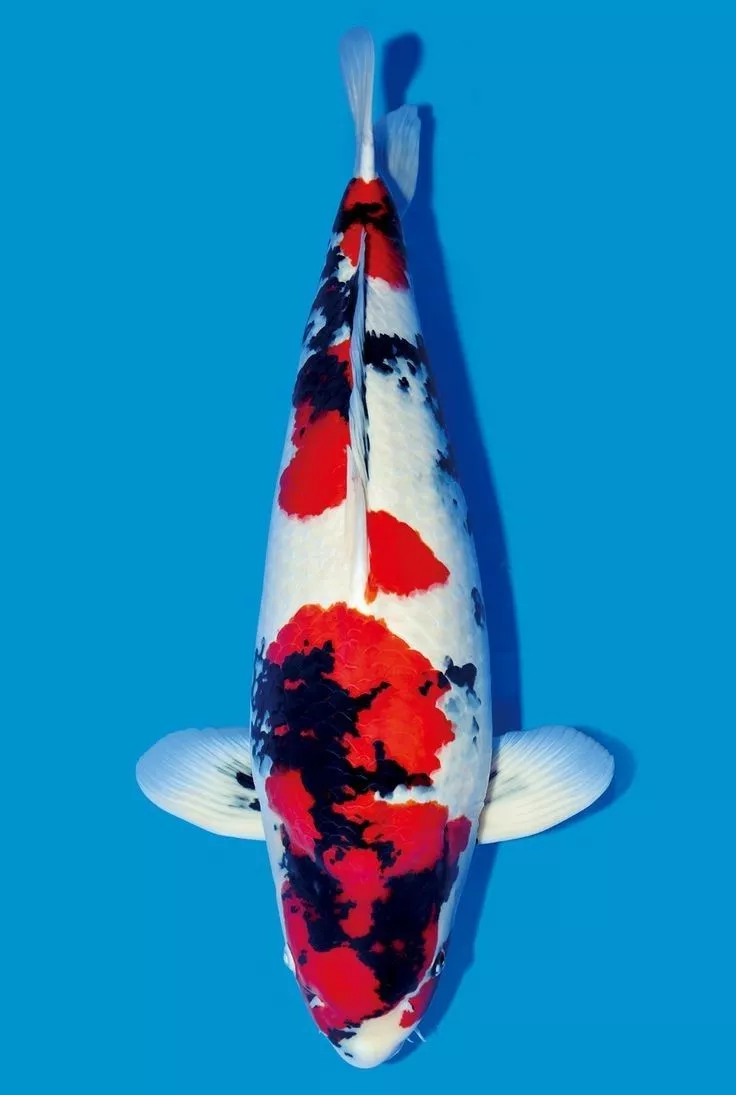 Tips Membeli Ikan Koi Showa agar Tidak Salah Pilih